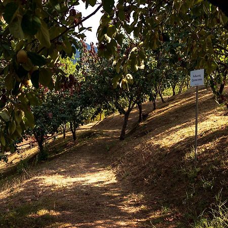 Ktima Bellou Agios Dimitrios  エクステリア 写真